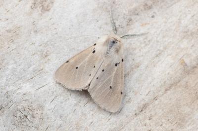 <i>Diaphora mendica</i>