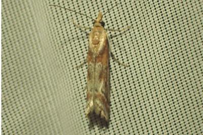 <i>Ancylosis</i>