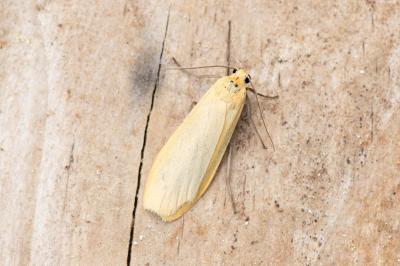 <i>Wittia sororcula</i>