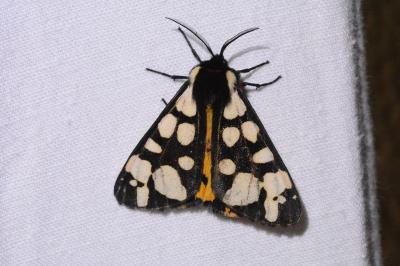 <i>Arctia villica</i>