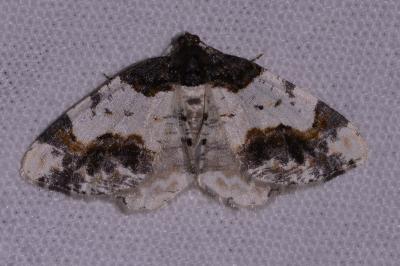 <i>Ligdia adustata</i>