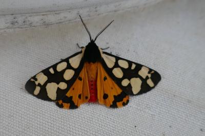 <i>Arctia villica</i>