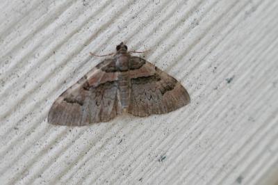 <i>Catarhoe rubidata</i>
