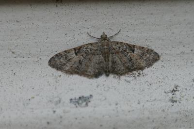 <i>Eupithecia dodoneata</i>