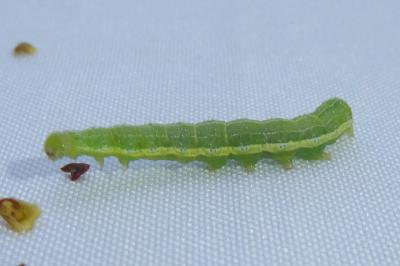 <i>Cosmia trapezina</i>