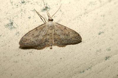 <i>Idaea seriata</i>