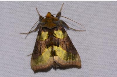 <i>Diachrysia chrysitis</i>
