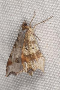 <i>Macaria alternata</i>