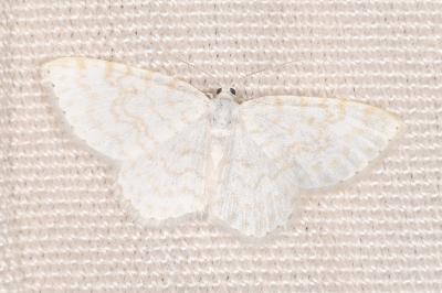 <i>Asthena albulata</i>