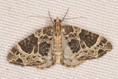 <i>Ecliptopera silaceata</i>
