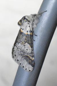 <i>Furcula furcula</i>