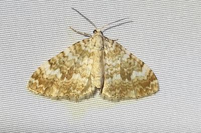 <i>Perizoma flavofasciata</i>