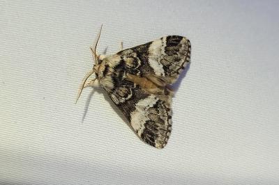 <i>Drymonia dodonaea</i>