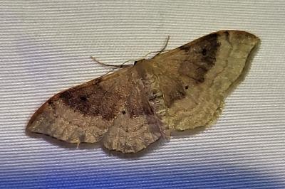 <i>Idaea degeneraria</i>