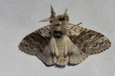 <i>Calliteara pudibunda</i>