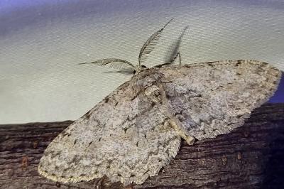 <i>Hypomecis punctinalis</i>
