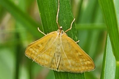 <i>Sitochroa verticalis</i>