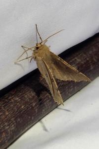 <i>Odontopera bidentata</i>