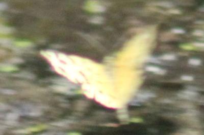 <i>Pseudopanthera macularia</i>