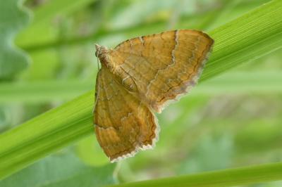 <i>Camptogramma bilineata</i>