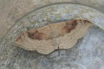 <i>Idaea degeneraria</i>