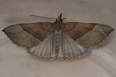 <i>Hypena proboscidalis</i>
