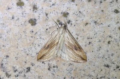 <i>Evergestis forficalis</i>