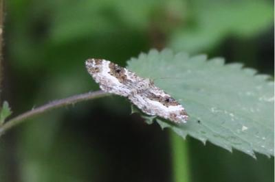 <i>Epirrhoe alternata</i>