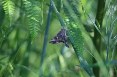 <i>Autographa gamma</i>