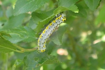 <i>Diloba caeruleocephala</i>