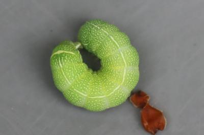 <i>Orthosia cerasi</i>