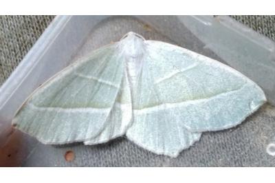 <i>Campaea margaritaria</i>