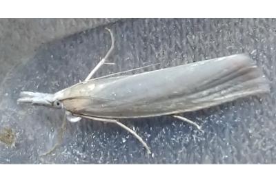<i>Crambus perlellus</i>