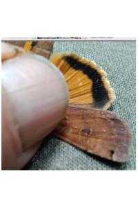 <i>Noctua pronuba</i>