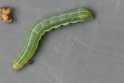 <i>Cosmia trapezina</i>