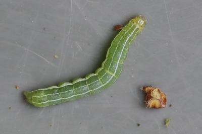 <i>Cosmia trapezina</i>