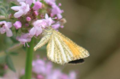 <i>Isturgia limbaria delimbaria</i>