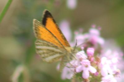 <i>Isturgia limbaria delimbaria</i>