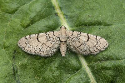 <i>Eupithecia schiefereri</i>