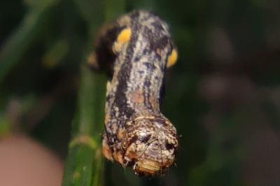 <i>Cryopega bajaria</i>