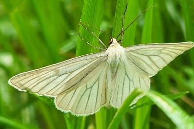 <i>Siona lineata</i>