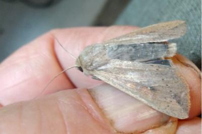 <i>Mythimna unipuncta</i>
