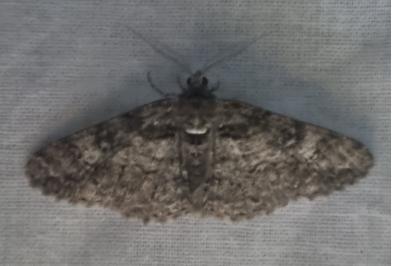 <i>Cleora cinctaria</i>