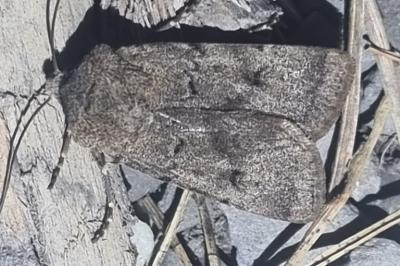 <i>Agrotis cinerea</i>
