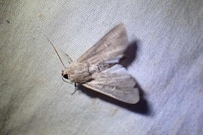 <i>Mythimna ferrago</i>