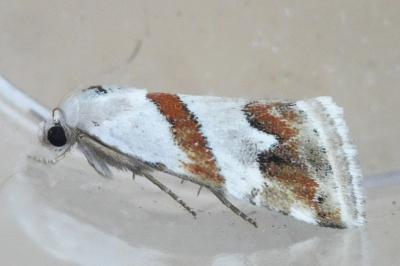 <i>Eublemma candidana</i>