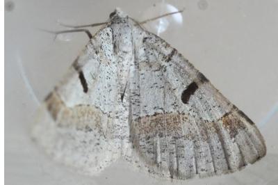 <i>Itame vincularia</i>