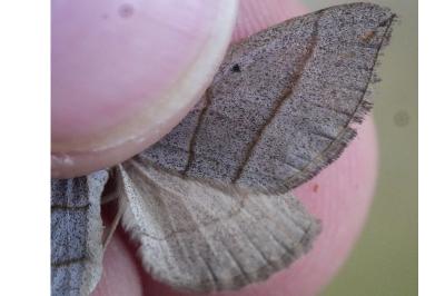 <i>Scotopteryx luridata</i>