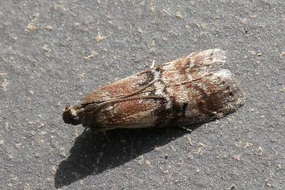 <i>Rhodophaea formosa</i>