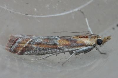 <i>Ancylosis cinnamomella</i>